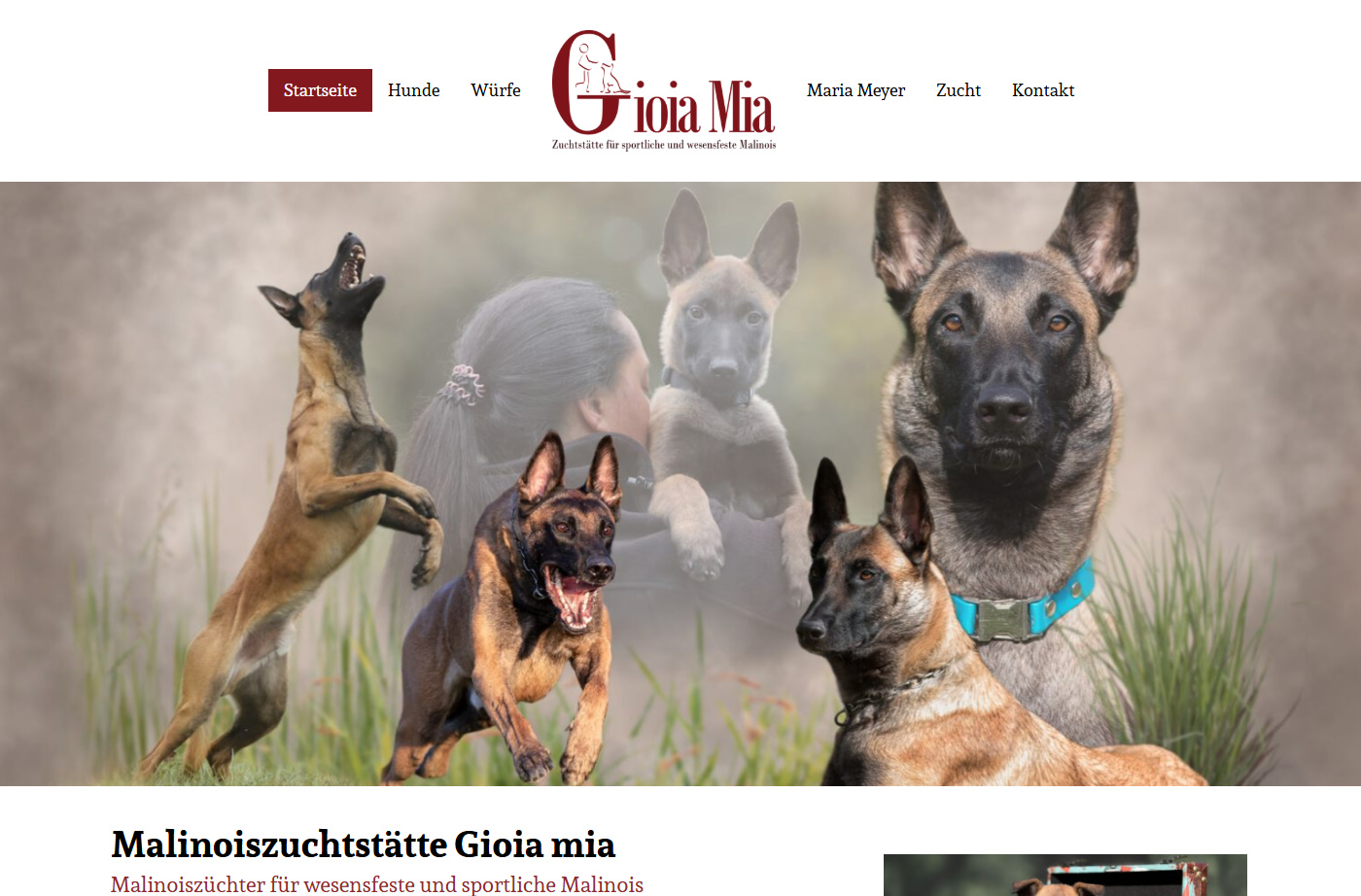 Referenzbild der Kundenwebsite malinois-gioia-mia.de